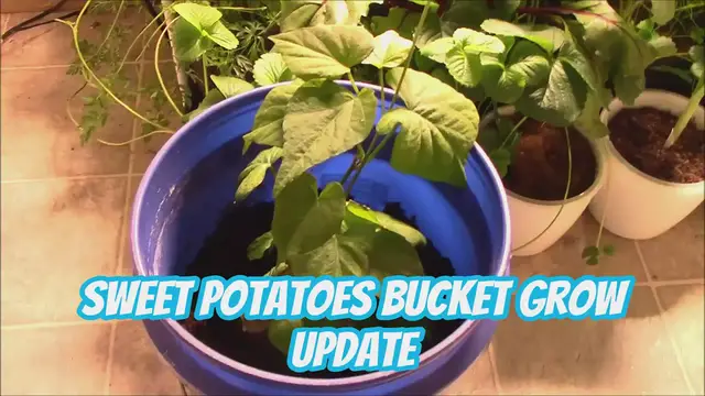 'Video thumbnail for Sweet Potatoes Bucket Grow Update'