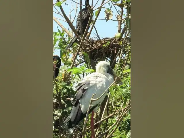 'Video thumbnail for Wow Nice Gain Bird A lot  EP 35 #birds #nestbird #birdalot #birdfeed #birdeat'