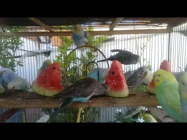 'Video thumbnail for Feeding Your Budgerigar A Complete Guide to Nutrition'