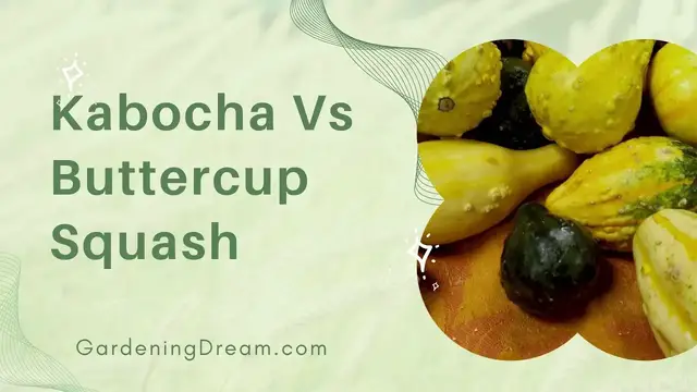 'Video thumbnail for Kabocha Vs Buttercup Squash'