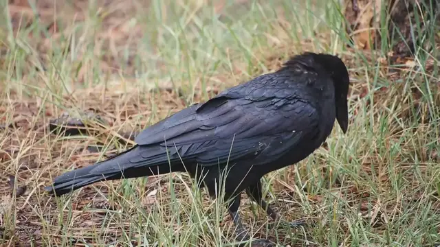 'Video thumbnail for Are Crows Omnivores'