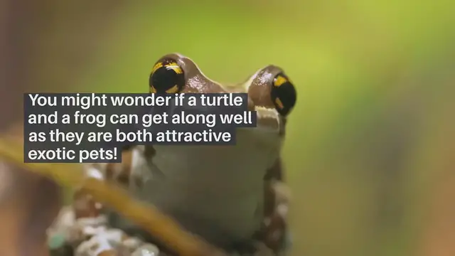 'Video thumbnail for Do Turtles & Frogs Get Along'