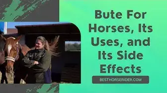 'Video thumbnail for Bute For Horses, Its Uses, and Its Side Effects'