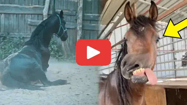 'Video thumbnail for She Found a Mysterious Horse—The Vet’s Reaction Was Heartbreaking'
