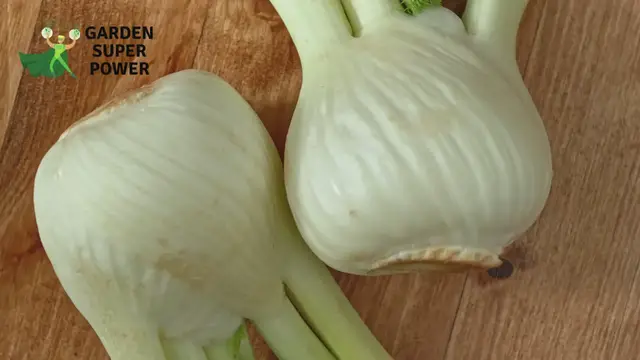 'Video thumbnail for How do you grow fennel?'