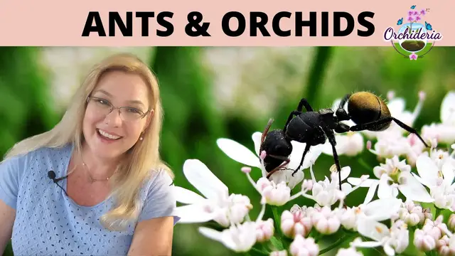 'Video thumbnail for How To Deal WIth Ants on Your Orchids'