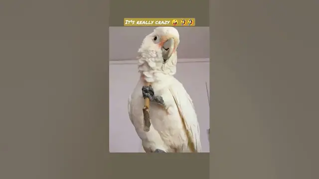 'Video thumbnail for Corella cockatoo enjoy time'
