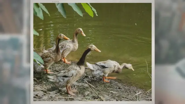 'Video thumbnail for Animals That Live on Land and Water (With Pictures)'