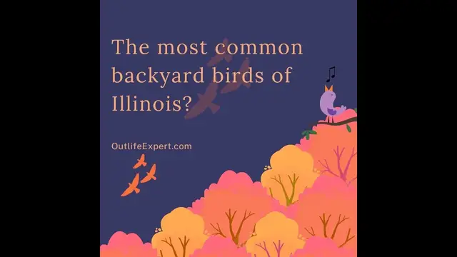 'Video thumbnail for Backyard birds of Illinois'