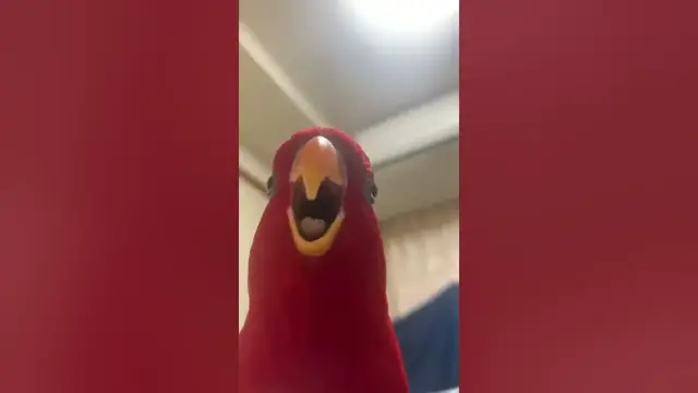 'Video thumbnail for Red lory Cry like a baby'