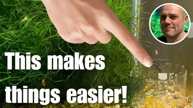 'Video thumbnail for Why Using a Feeding Dish Benefits Your Shrimp: Explained'
