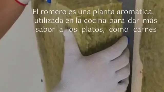 'Video thumbnail for ¿Cómo y cuándo podar el romero para obtener grandes plantas “tupidas”?'