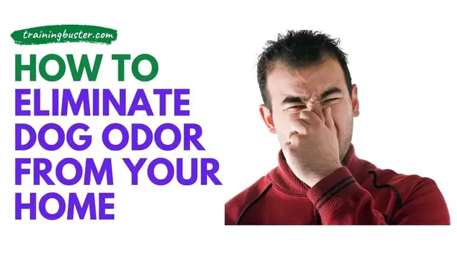 'Video thumbnail for How to Eliminate Dog Odor From Your Home'