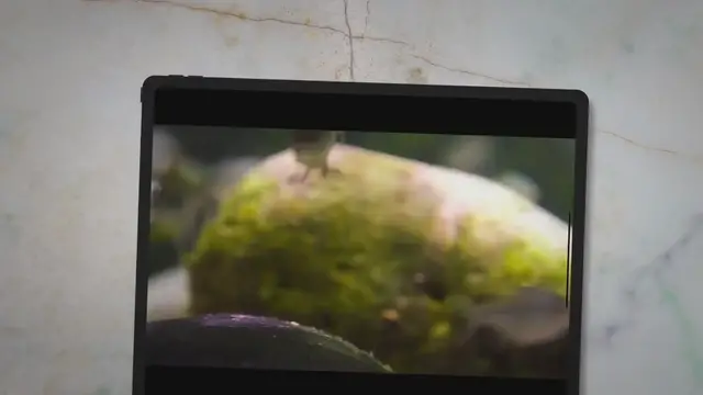 'Video thumbnail for Are X-ray Tetras Aggressive? And 3 Types Of Tank Mates'