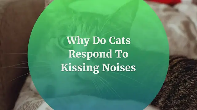 'Video thumbnail for Why Do Cats Respond To Kissing Noises'