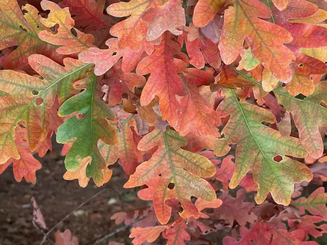 'Video thumbnail for Columnar Oak: Keystone plant perfect for today’s small yards'