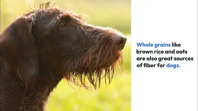 'Video thumbnail for Fiber Rich Dog Food The Benefits and Best Options for Your Pup’s Health'