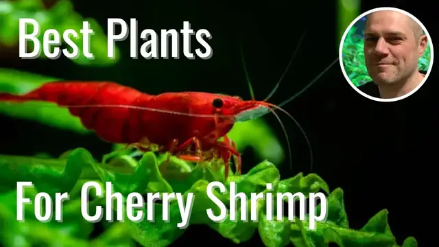 'Video thumbnail for Best Plants for Red Cherry Shrimp! - MY TOP 10 PLANTS TO GROW IN AN AQUARIUM WITH RED CHERRY SHRIMP'
