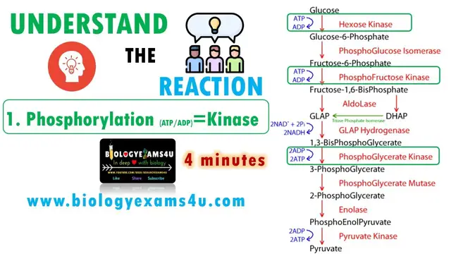 'Video thumbnail for Three Easy Tricks to Remember Enzymes in a Pathway-Glycolysis'