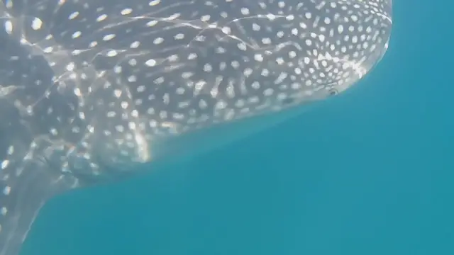 'Video thumbnail for Whale Shark Encounter In The Sea'