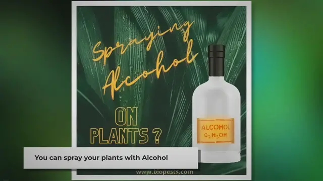'Video thumbnail for How To Spray Houseplants With Alcohol (And Why)'