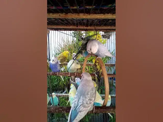 'Video thumbnail for This Amazon bird toy is SO COOL#birds#parrot #birdslover #budgis #lovebirds #budgiegar #cute #health'