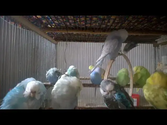 'Video thumbnail for Gentle Budgie Sounds to Sleep & Study 🌙📚  Relaxing Birds'