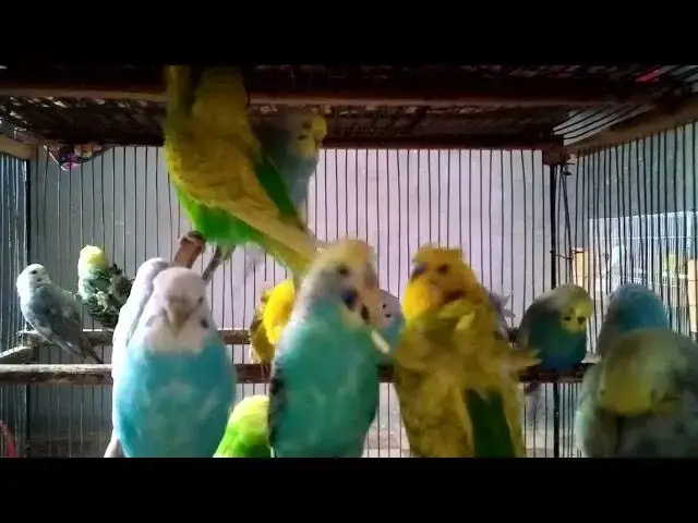 'Video thumbnail for Budgies Falling in Love ❤️🐥  Chirping, Laughing & Loving'