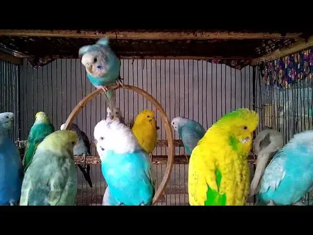 'Video thumbnail for This Budgie Can Melt Hearts 💕😂  So Cute and Funny!'