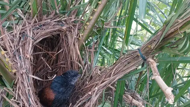 'Video thumbnail for HABIS SUDAH KISAH ANAK BURUNG BUBUT INI'