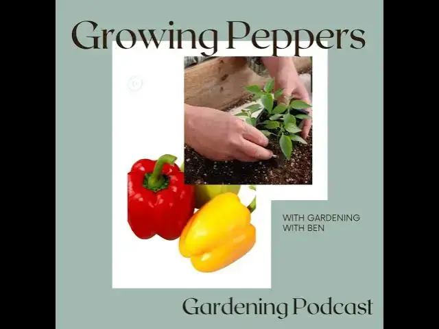 'Video thumbnail for Growing Peppers Podcast | Tips for Growing Chillies & Peppers in the UK'