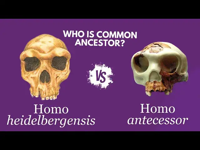 'Video thumbnail for Did we descend from Homo antecessor or Homo heidelbergensis?'