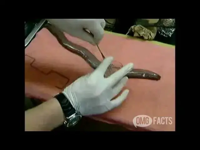 'Video thumbnail for It's Called the Most DISGUSTING Fish. Why?'