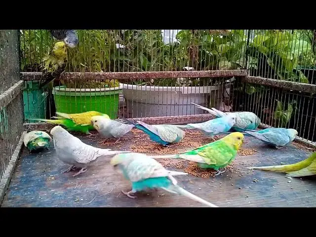 'Video thumbnail for 🎤 Singing Parrot Steals The Show! 🦜 Golden Buzzer Moment!#MusicalParrot #SingingBirds #TalentShow'