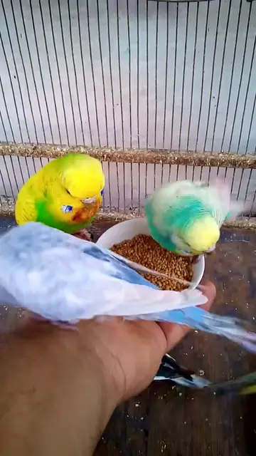 'Video thumbnail for This Amazon bird toy is SO COOL#birds#parrot #birdslover #budgis #lovebirds #budgiegar #cute #health'