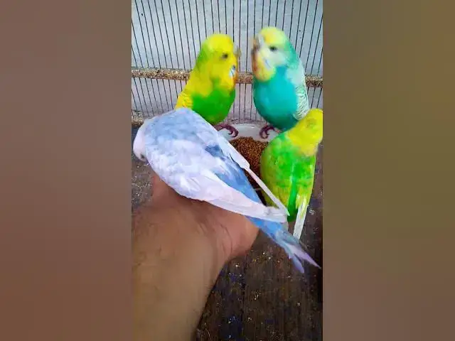 'Video thumbnail for This Amazon bird toy is SO COOL#birds#parrot #birdslover #budgis #lovebirds #budgiegar #cute #health'