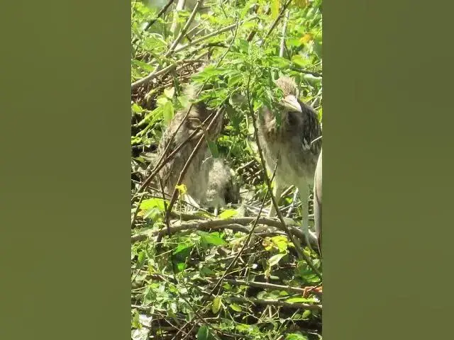 'Video thumbnail for all baby birds sound at fields 1 2'