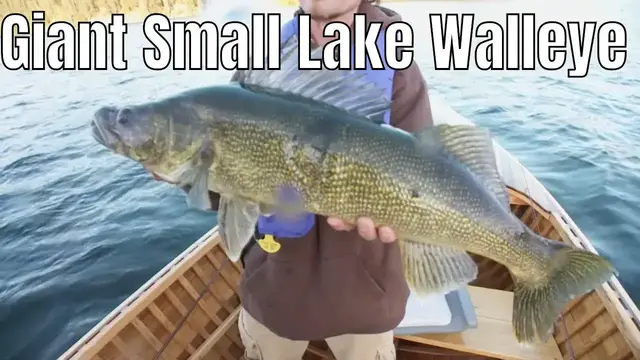 'Video thumbnail for Giant Small Lake Walleye | Fish'n Canada'