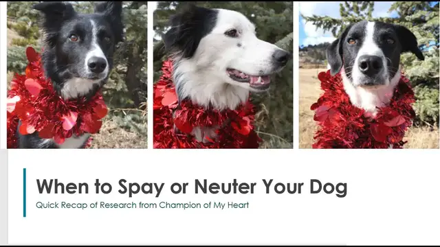 'Video thumbnail for When to Spay or Neuter Your Dog'