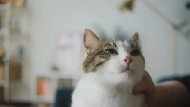 'Video thumbnail for How To Care For Long-Haired Ragdolls'