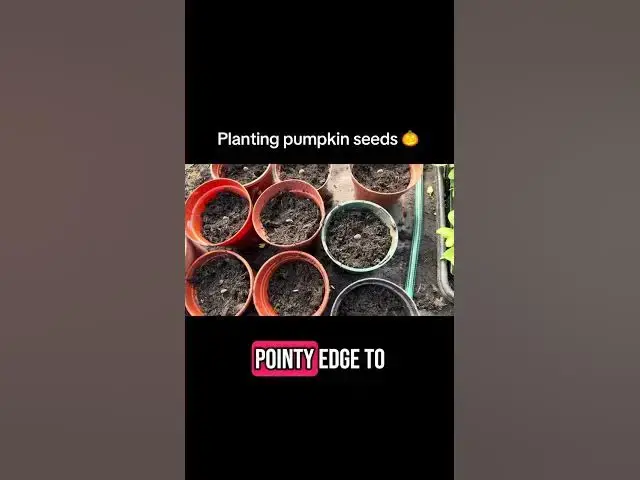 'Video thumbnail for How to Plant Pumpkin Seeds for Big Results | Beginner's Guide to Growing Pumpkins'