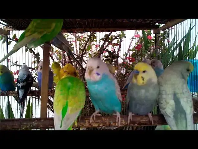 'Video thumbnail for セキセイインコの羽ばたき音🕊️ ふわふわ飛ぶ姿に癒される ✨💨#鳥の羽音 #飛ぶ姿 #リラックス効果'