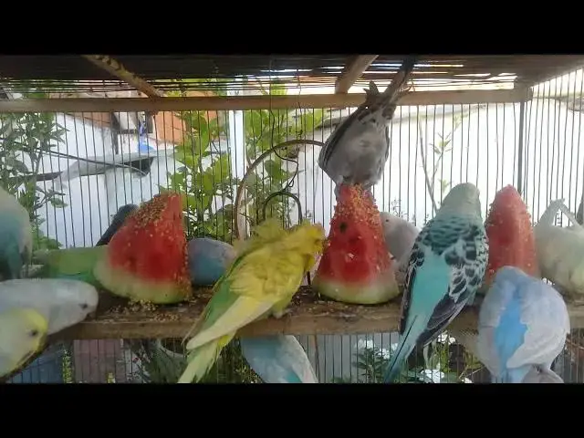 'Video thumbnail for Why Budgerigars Make the Best Pets Top Reasons to Own One!'