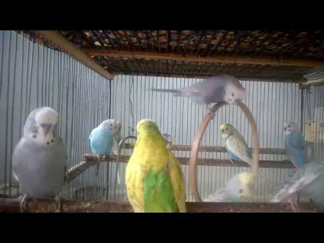 'Video thumbnail for Mesmerizing Budgie Whispers 😍🎶  Relaxing Parakeet Sounds'