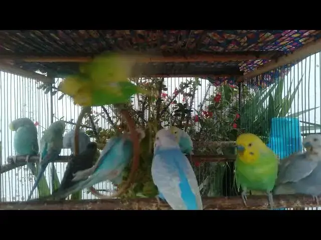 'Video thumbnail for Budgie Cage Sounds   Natural Day in Life Audio #BirdHabitat #NatureRecording'