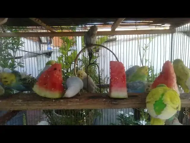 'Video thumbnail for Creating the Perfect Budgerigar Habitat Cage Setup Tips'