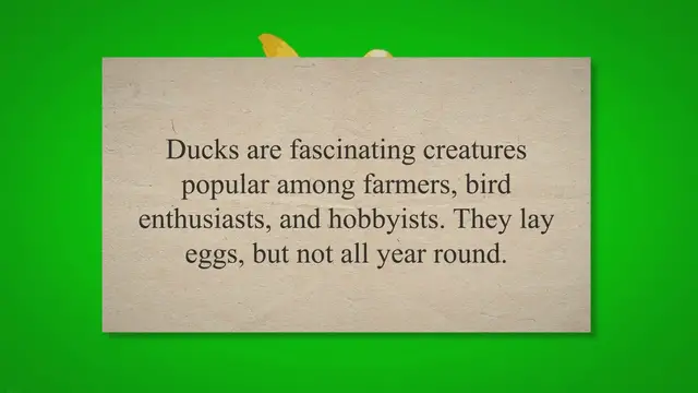 'Video thumbnail for Do Ducks Lay Eggs All Year Round? (Secret REVEALED!) 2023 » Petybird.com'