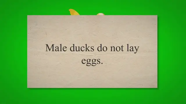 'Video thumbnail for Do Male Ducks Lay Eggs? (Here Is the Secret Truth!) 2023 » Petybird.com'