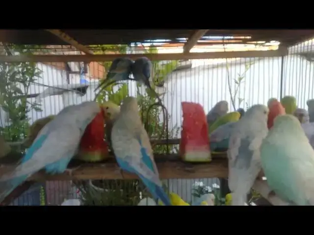 'Video thumbnail for How to Bond with Your Budgerigar Building a Strong Relationship!'