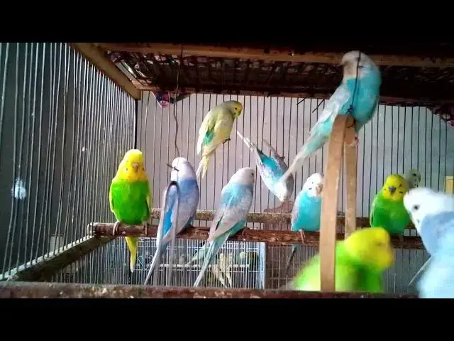 'Video thumbnail for Rare Budgie Mutations   Stunning Colors! 💎✨ #ExoticBirds'
